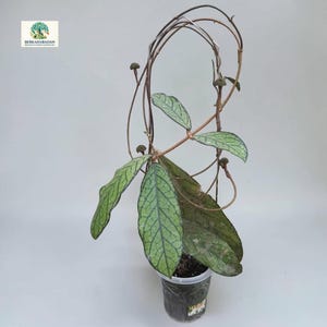 Hoya Sp Tanggamus Rara Planta De Selva Uniqe