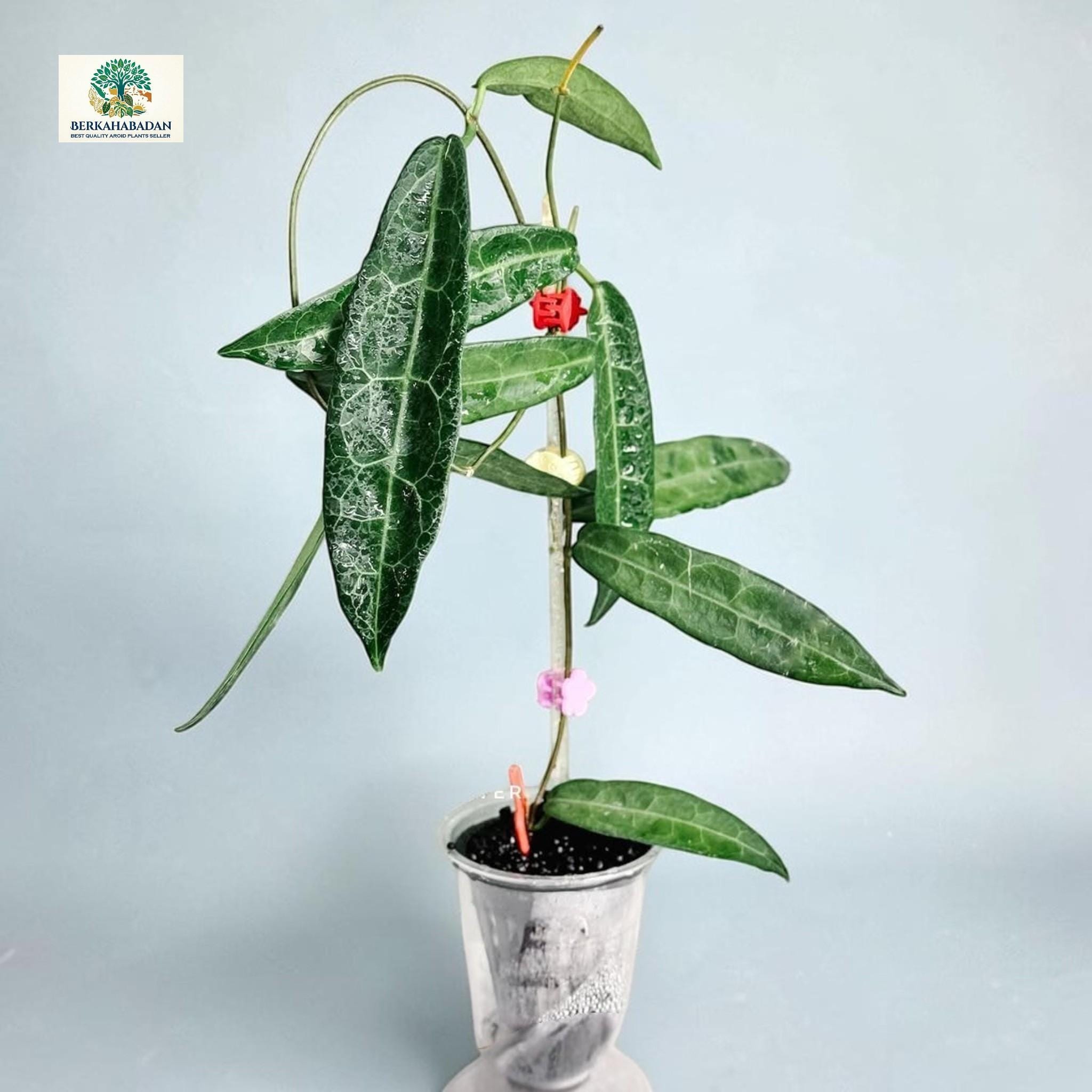 Hoya Hypolasia - Etsy