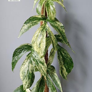 Può includere: Una pianta di Epipremnum pinnatum variegata con foglie allungate e profondamente lobate, caratterizzate da un motivo marmorizzato verde scuro e bianco crema. La pianta è sostenuta da un tutore verticale in fibra di cocco marrone. Logo con il testo BERKAHABADAN.