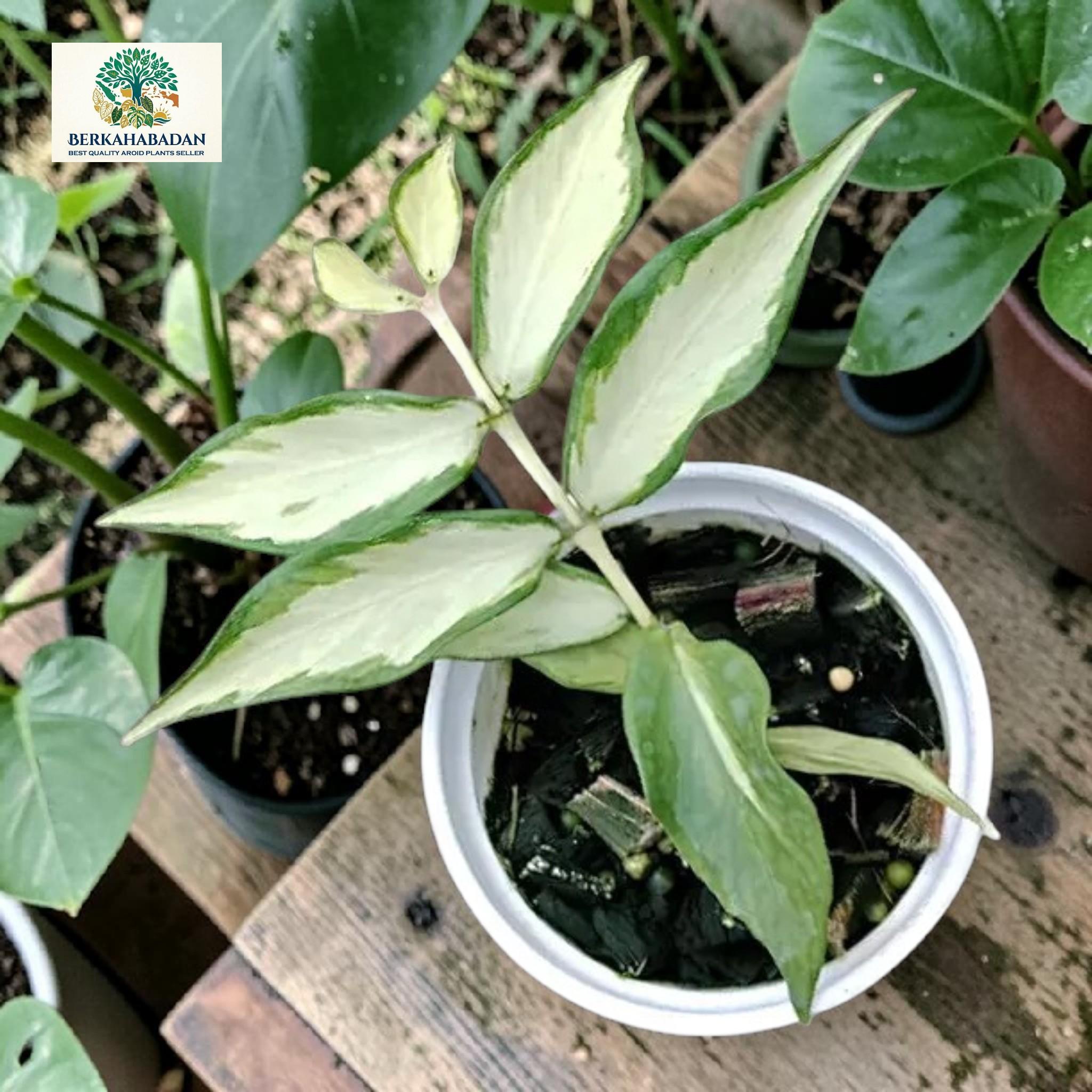 Hoya polyneura inner variegated - Etsy 日本