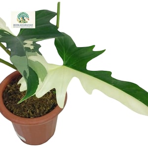 Peut inclure: Une plante Philodendron Florida Beauty avec des feuilles panachées présentant des motifs vert foncé et blanc crème. La plante est en pot dans un récipient en plastique marron rempli de mousse. Un logo avec le texte BERKAHABADAN est visible.