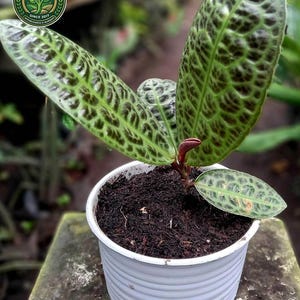 Pode incluir: Uma planta em vaso com folhas ovais alongadas apresentando um padrão de veios verde-escuros em forma de teia sobre um fundo verde mais claro. A planta tem um caule avermelhado e está plantada num vaso de plástico branco com estrias.