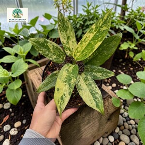 Aglaonema Simplex Variegated Plant - Indoor & Outdoor Plant Aroid Tropical House Plant New Plant