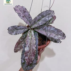 Hoya undulata - Etsy 日本