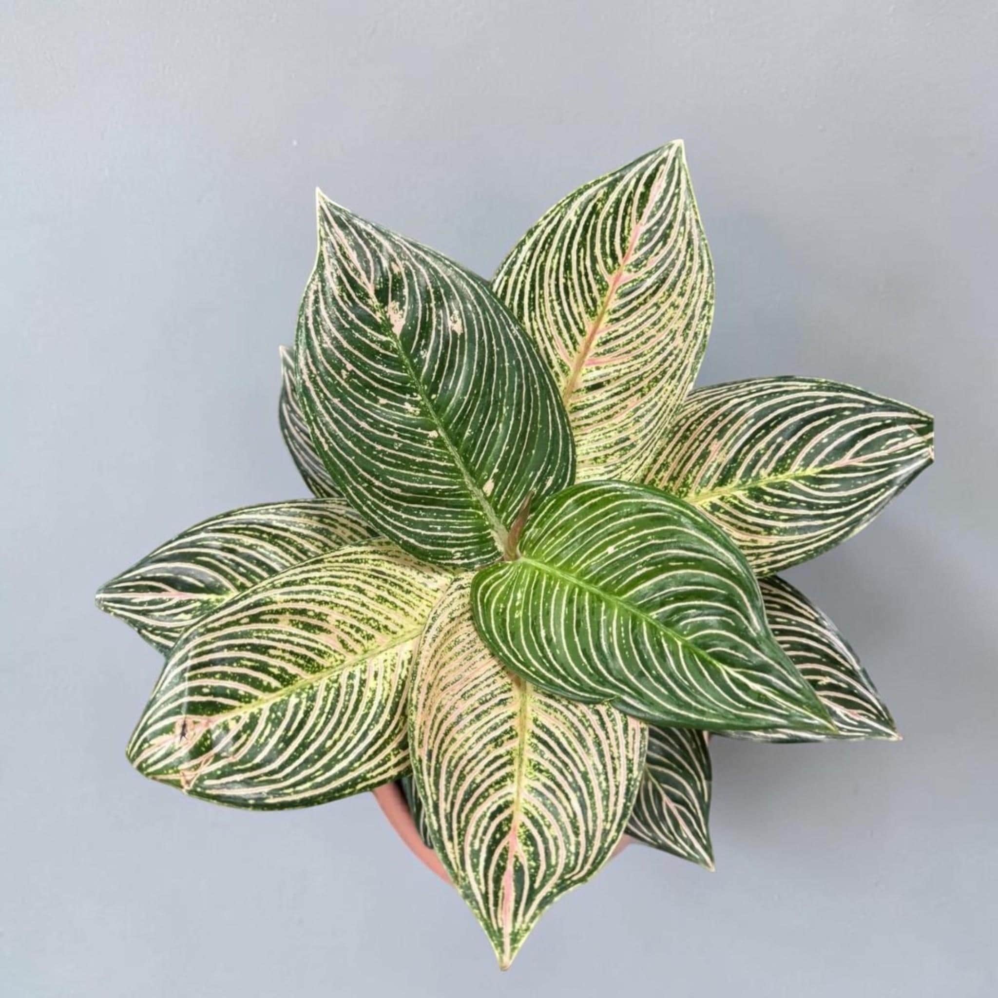 Aglaonema Golden Hope - Etsy