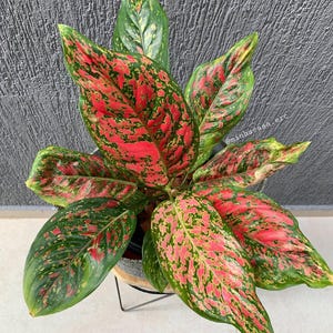 Aglaonema stripes - Etsy 日本