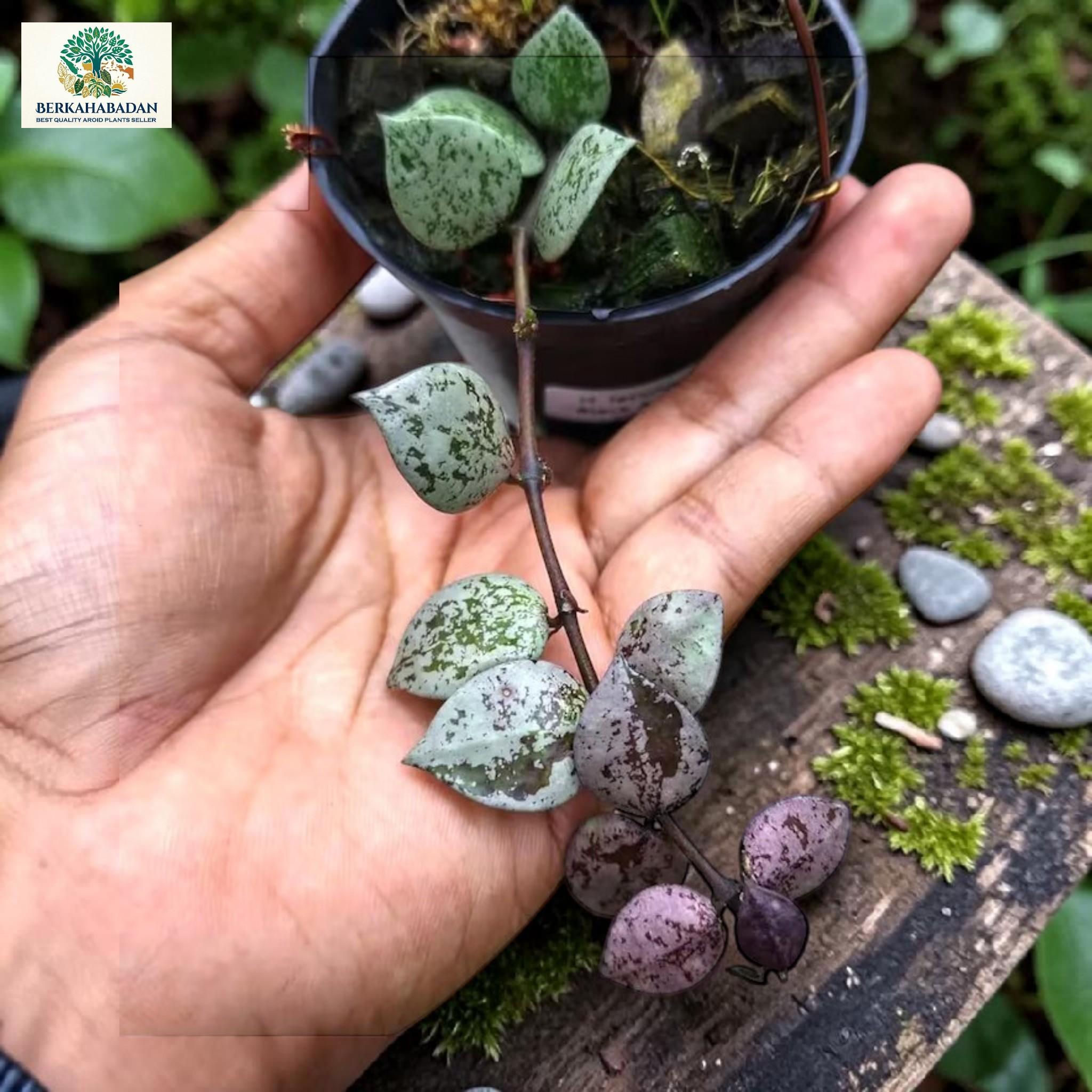 Hoya lacunosa - Etsy 日本