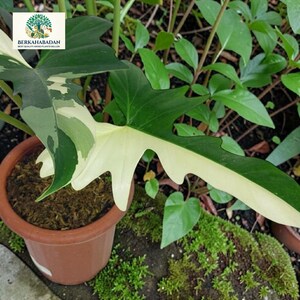 Philodendron Golden Dragon Variegated 2 Leaf Rooted Plant