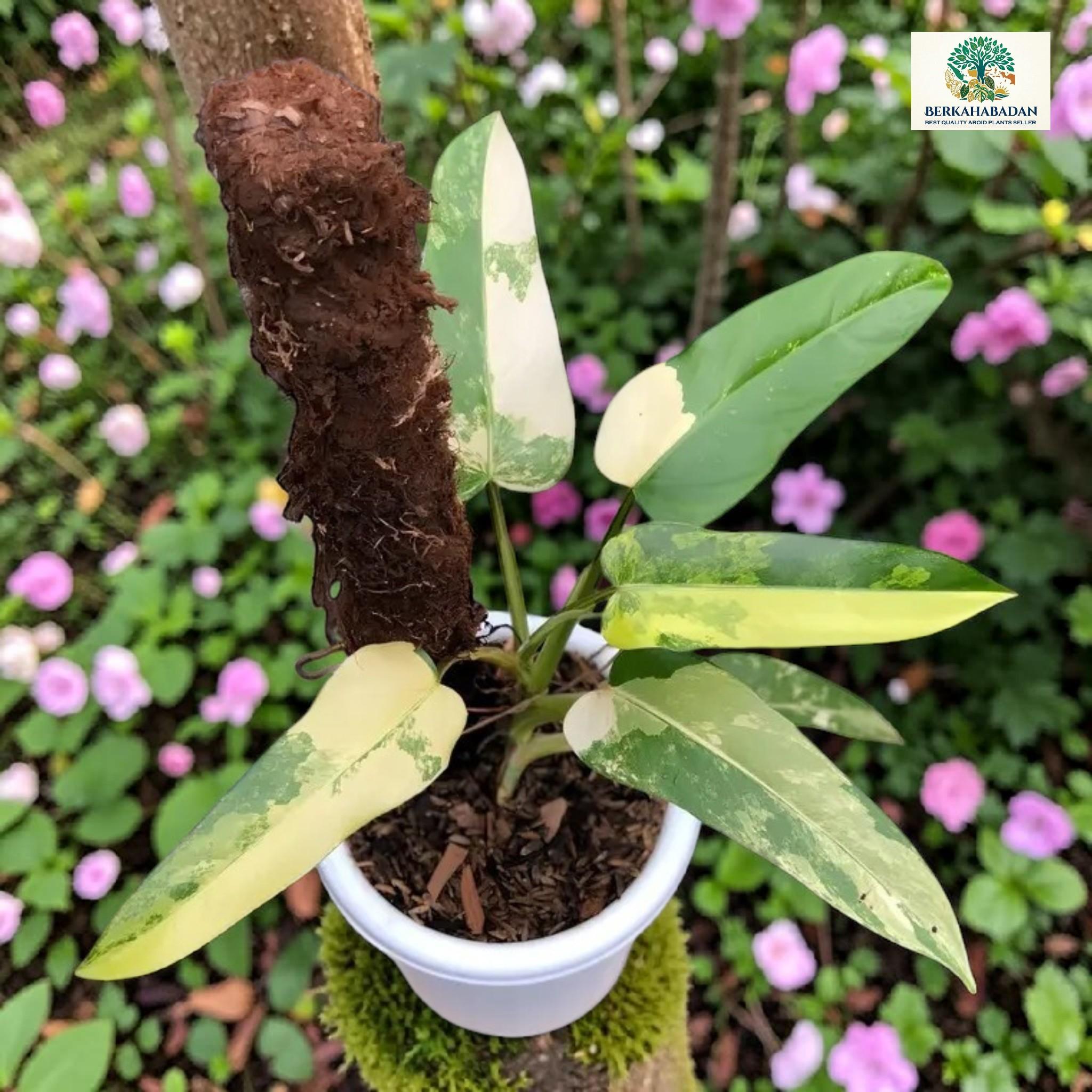 Philodendron domesticum variegated - Etsy sterreich