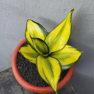 May include: A potted snake plant with vibrant yellow and green leaves. The plant is in a terracotta-colored pot filled with dark soil. The leaves have a striking pattern, adding a touch of nature to any space.