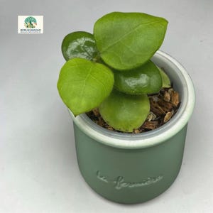 Hoya Waymaniae Cloudy Sky, planta rara y única de la jungla.