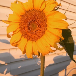Mammoth Grey Stripe Sunflower (20 seeds) | Sunflower Seeds | Mammoth Sunflower | Grey Stripe Sunflower Seeds
