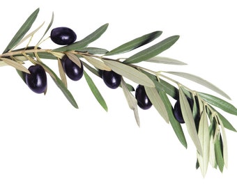 The Olive Branch Dupe Cosmetic Fragrance Oil Soap, Candle and Perfume Making, Wax Melts, Lotions, Bath and Body Products