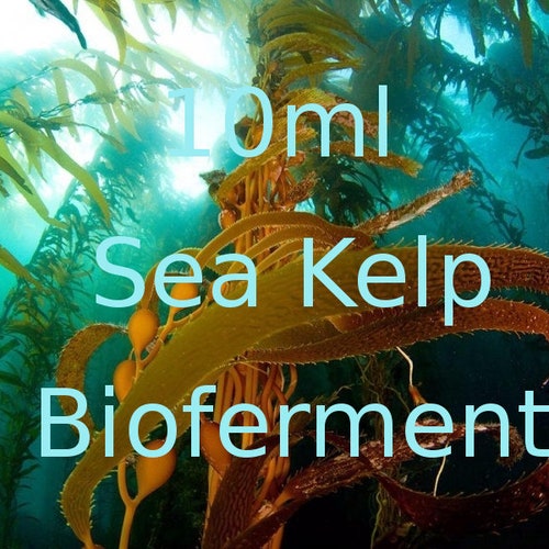 Sea Kelp BioFerment is the main ingredient in the worlds most coveted cream, Creme de la Mer