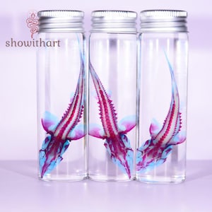 May include: Three clear glass cylindrical bottles with silver screw-top lids, each containing a preserved fish specimen with a vibrant magenta and blue skeletal structure suspended in clear liquid. The text showwithart is printed in brown.