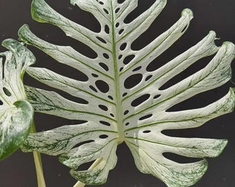 Monstera Deliciosa Devil Monster Variegada Plantación Nudos Enraizados Esquejes