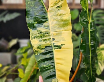Philodendron Billietiae High Variegated Rooted Single Leaf Node cuttings