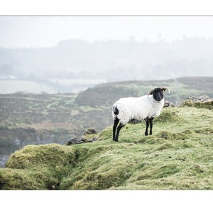 Sheep in Ireland Photo Printable, Instant Digital Download, Fine Art Photography, Ireland Countryside, Wall Art to Print, Irish Landscape