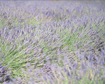 Lavender Fields Photo Printable, Instant Digital Download, Fine Art Photography, Provence, France, Wall Art to Print, Flower, Travel