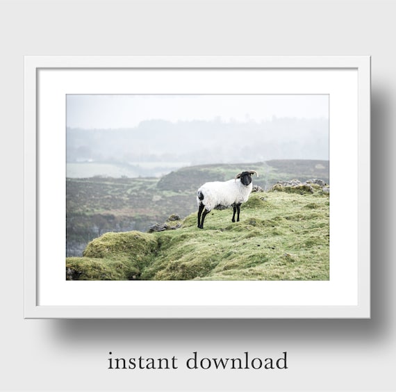 Sheep in Ireland Photo Printable Instant Digital Download | Etsy