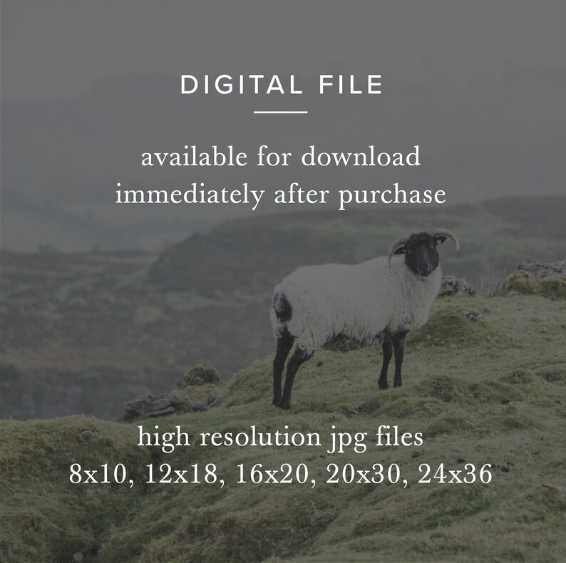 Sheep in Ireland Photo Printable, Instant Digital Download, Fine Art ...