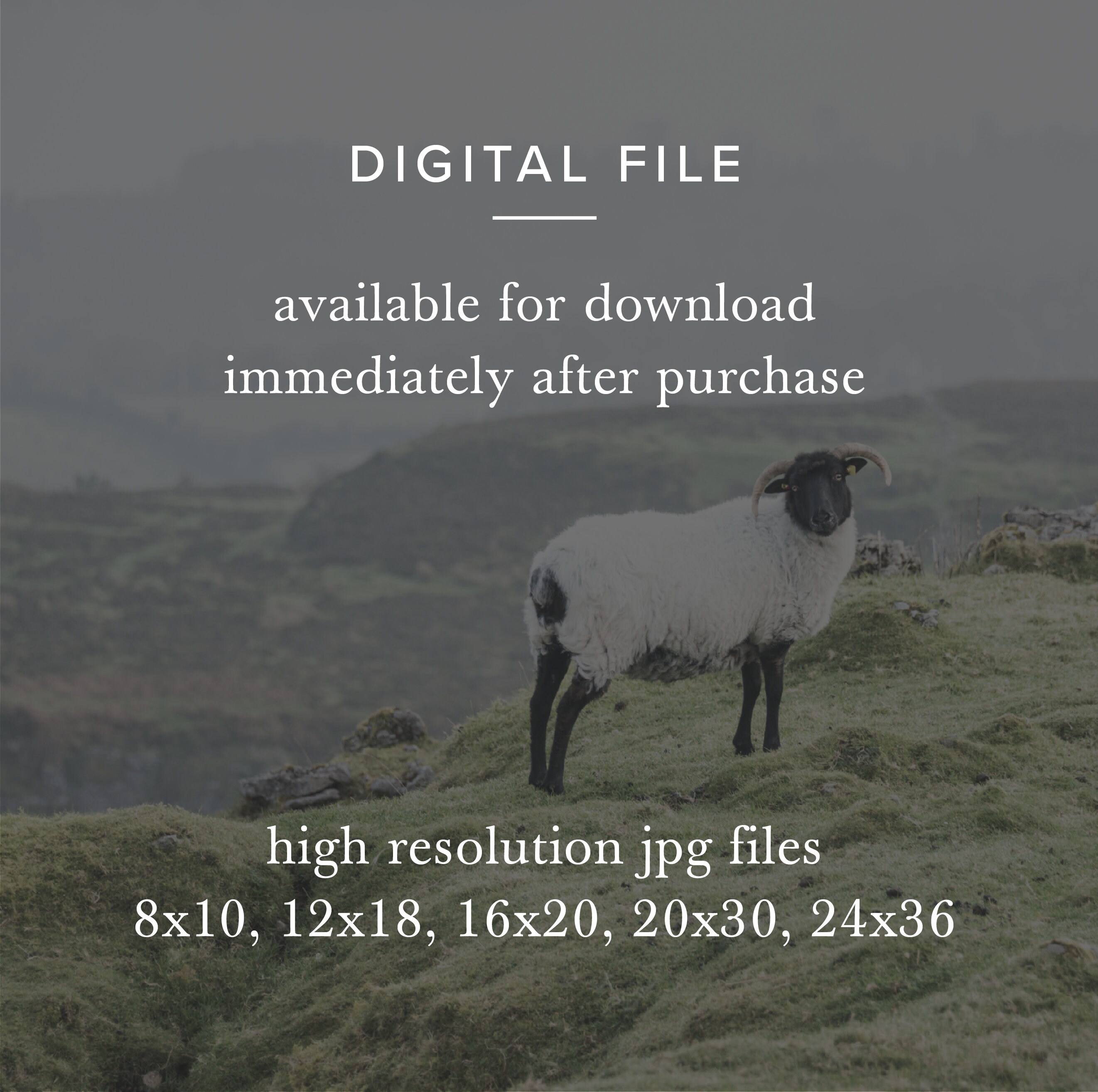 Sheep in Ireland Photo Printable, Instant Digital Download, Fine Art ...