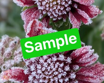 Collection of five flower photos