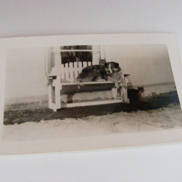 Vintage Pets Photo Ephemera Supplies