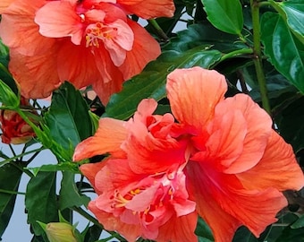 Lou’s Birthday Converse “Boardwalk Kicks” -Reserved for Lily Hatton