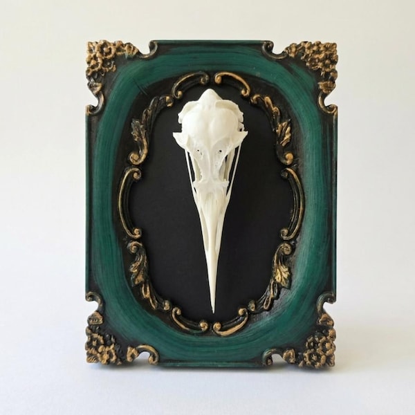 Framed Sea Bird Skull Taxidermy Real Ethically Sourced Specimen in Ornate Emerald & Gold Frame Gothic Home Decor Cabinet of Curiosities Gift