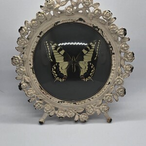 May include: A framed butterfly specimen. The cream-coloured frame is decorated with roses. The butterfly has black and yellow markings, set against a dark background. The frame is supported by small legs, creating a decorative display piece.