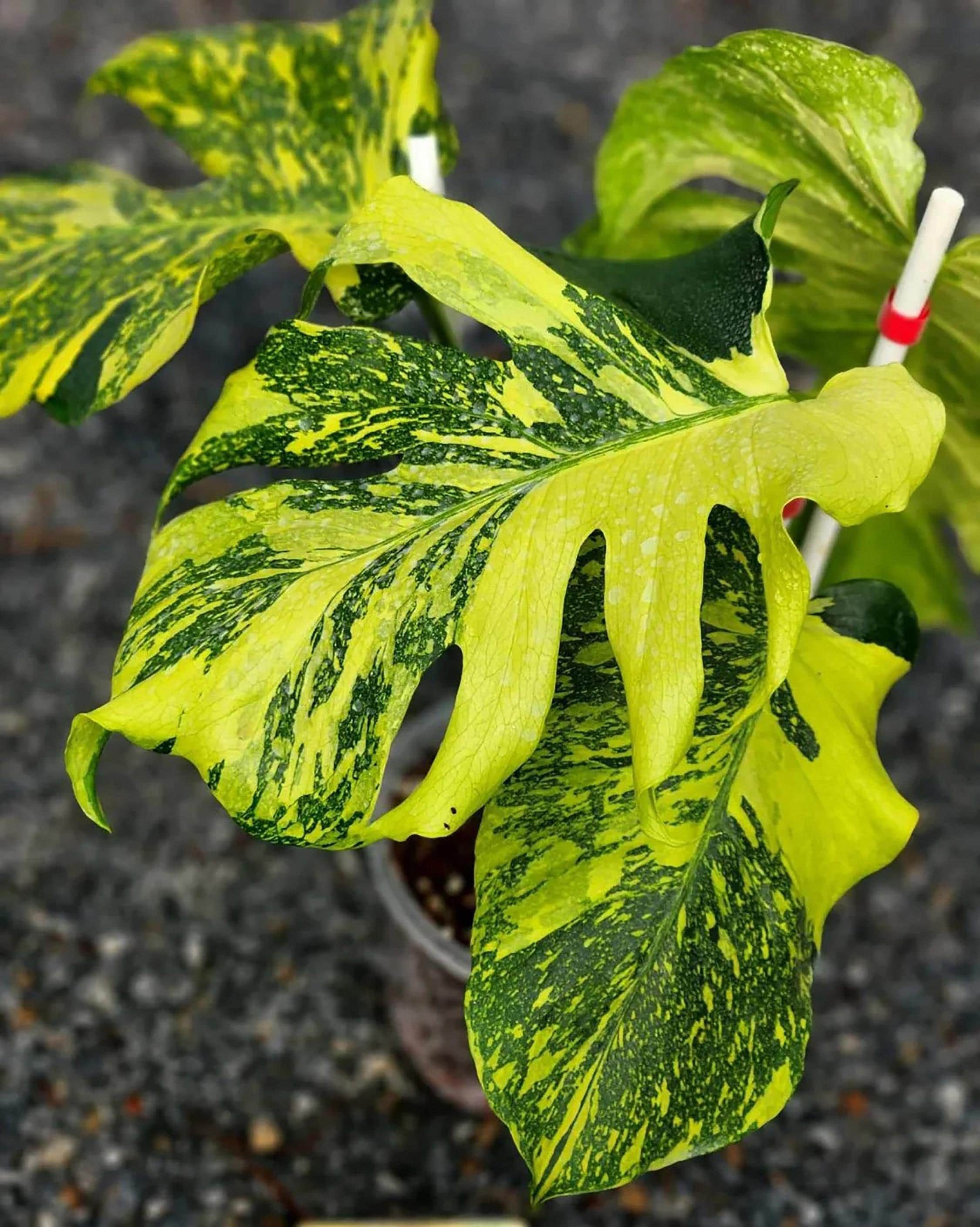 Monstera electro light - Etsy 日本