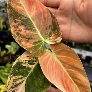 philodendron pink princess braune blätter Philodendron Orange Princess