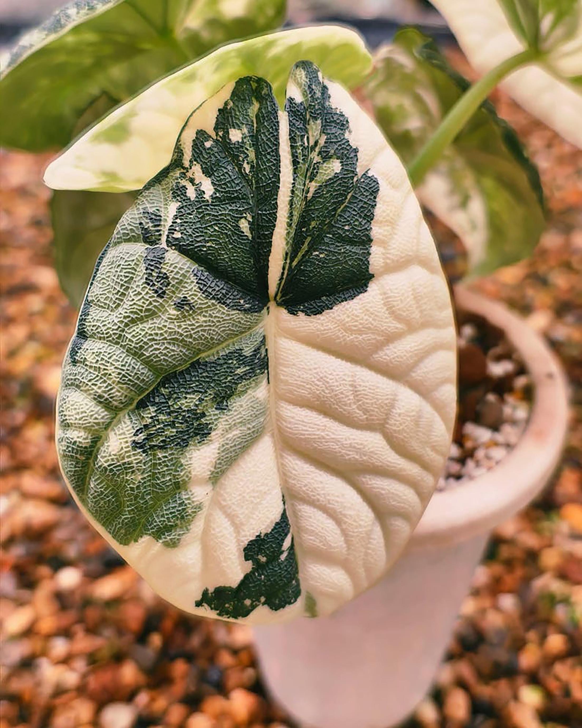 Variegated alocasia melo - Etsy 日本