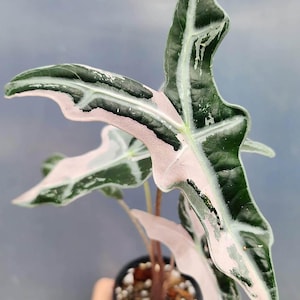 Alocasia nobilis pink variegated - Etsy 日本