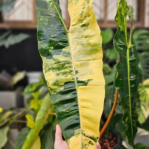 Philodendron Billietiae Variegated - Etsy