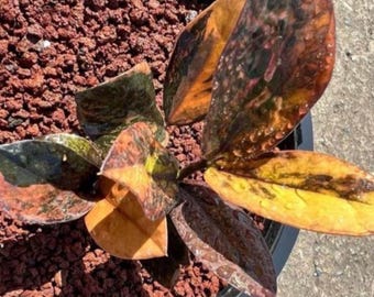 Anthurium Lineolatum - Etsy
