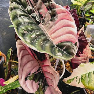 Alocasia cuprea pink - Etsy 日本