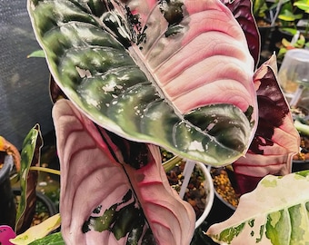 Hoya Bakoensis Albo Variegated Rooted Cutting Active Growing With