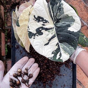 Variegated alocasia maharani - Etsy 日本