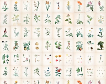 60 Botanical Illustrations Digital Download