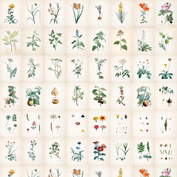 60 Botanical Illustrations Digital Download