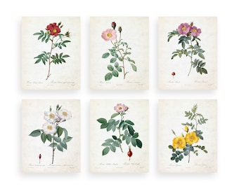 Botanical Rose Prints, Set of 6, Vintage Flower Art (Digital Download)