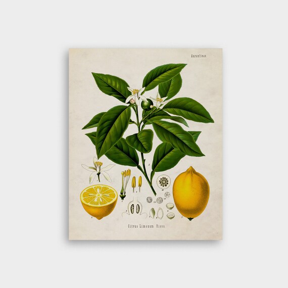 PRINTABLE Citrus Limonum Botanical Illustration in 8x10 and - Etsy