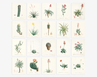 20 Succulent Illustrations Digital Download