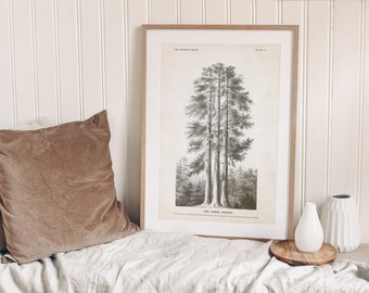 Sequoia Tree Illustration - The Three Graces at Mariposa Grove in Yosemite National Park