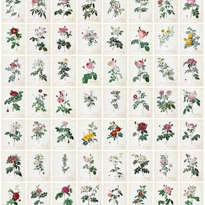 56 Rose Illustrations Digital Download