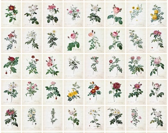 56 Rose Illustrations Digital Download