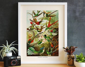 Vintage Hummingbird Print