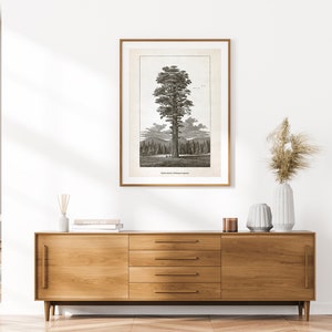 Giant Sequoia Tree Print